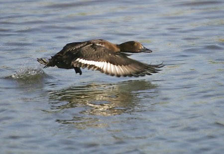 Tufted Duck